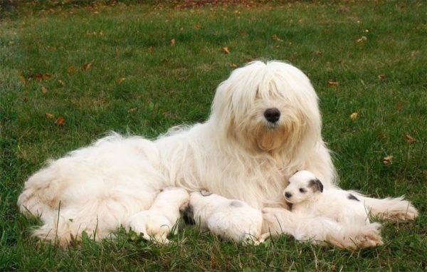 South Russian Shepherd with puppies