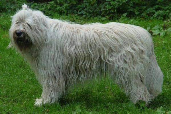South Russian Shepherd Dog Breed Description