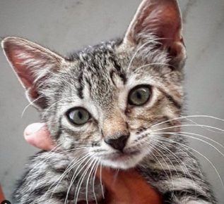 Gracie Cat