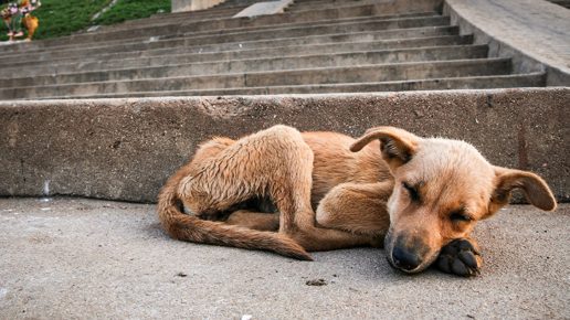 In the suburbs will prohibit the euthanasia of stray animals