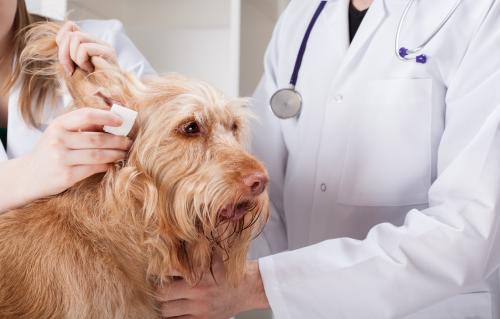 Dog Ear Disorders: Symptoms and treatment