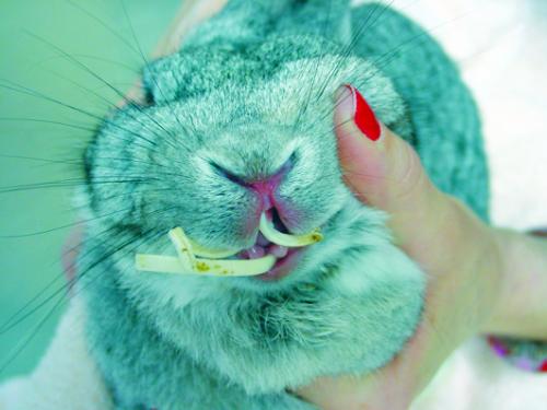 Rabbit tooth disease