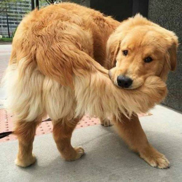 the dog is played with a tail