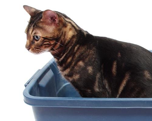 Constipation in cats - causes, symptoms and treatment