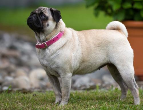 Healthy weight and the right diet for a pug