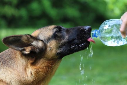 The dog drinks water from a bottle