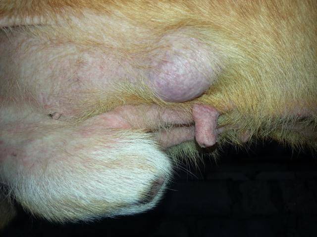 Lipoma in a dog