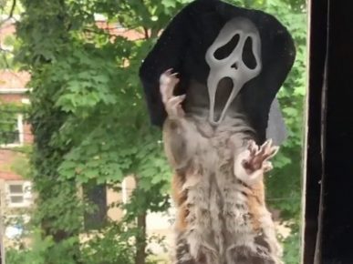 Squirrel trying on a mask from a horror movie