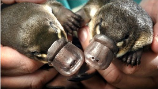 The Platypus Cubs