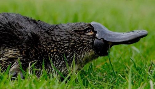 The platypus is an unusual animal