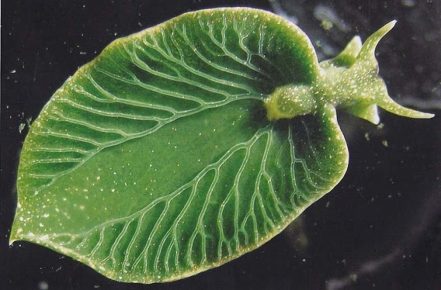 Solar Slug Sea Slug