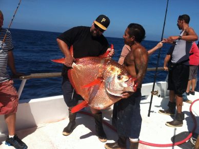 warm-blooded fish