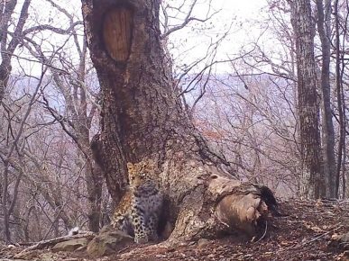 The leopard is located right next to the hidden camera trap