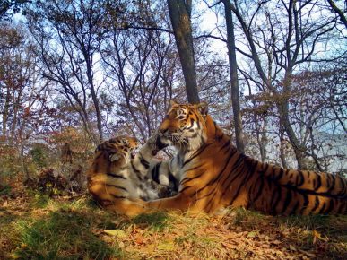 The tiger family organized games right next to the camera trap