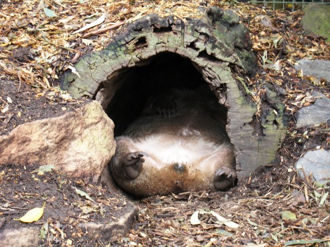 Wombat