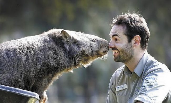 Wombat