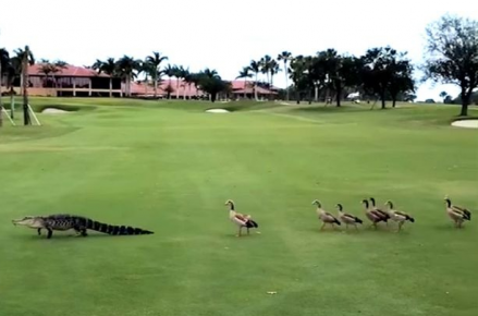 Geese drive a crocodile