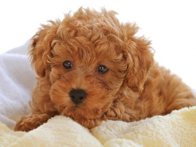 Red Labradoodle puppy on a terry bedspread