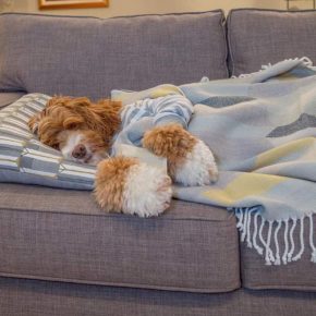 Labradoodle lies on a sofa under a plaid