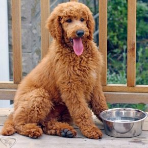 Adult Australian Red Labradoodle in a bowl of water