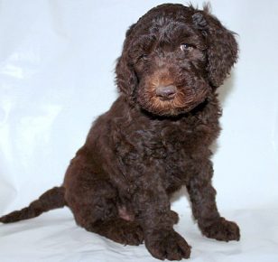Brown American Labradoodle