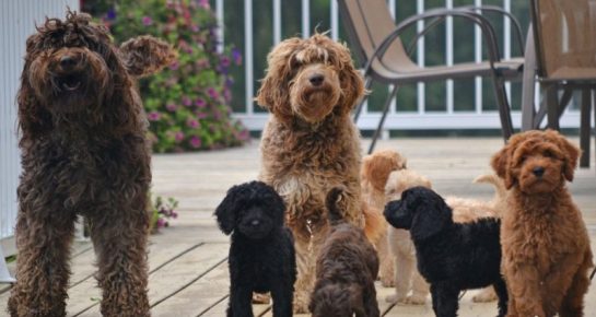 Adults and little labradoodles of different colors on the street