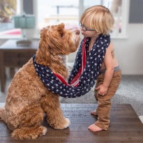 Labradoodle with a little boy