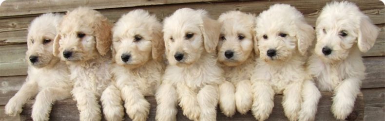 White Labradoodle puppies