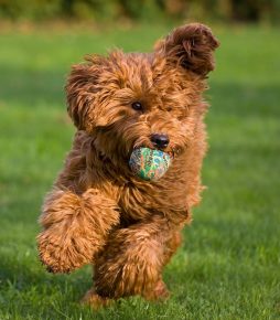 Labradoodle on the street with a ball in his teeth