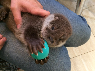 Otter in the arms